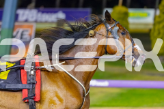 2025_PACEPIX_GP16122025_RACE8_Patched_WIN_WEB-15