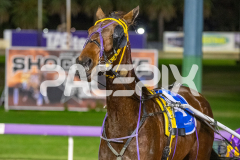 Perfect-Miki_16-06-2026_WIN_Gloucester-Park_8__10