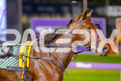 2025_PACEPIX_GP23052025_RACE8_Poppyonthebeach_WIN_WEB-18