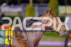 2025_PACEPIX_GP23052025_RACE8_Poppyonthebeach_WIN_WEB-19