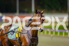 2025_PACEPIX_GP23052025_RACE8_Poppyonthebeach_WIN_WEB-24