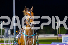 2025_PACEPIX_GP28102025_Race8_Quiggley_WIN_WEB-21