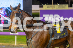 2025_PACEPIX_GP18062025_RACE8_SHEZA-SASSY-LASSY_WIN_WEB-8
