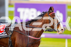 2025_PACEPIX_GP28072025_RACE8_SweetViviene_WIN_WEB-16