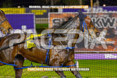 2026_PACEPIX_GP25082026_RACE8_TheWandWaver_WIN_WEB-3