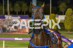 The-Wand-Waver_13-03-2026_WIN_Gloucester-Park_8__09