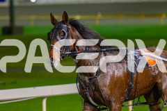 2026_PACEPIX_GP29052026_RACE8_UnderTheAlta_WIN_WEB-11