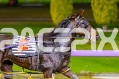 2026_PACEPIX_GP19052026_RACE8_Vybrant_WIN_WEB-8