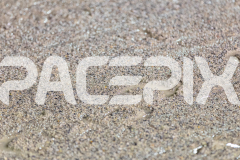 2026_PACEPIX_GP27032026_RACE9_ALittleSilence_WIN_WEB-16