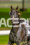2025_PACEPIX_GP10062025_RACE9_AmmarettoAngel_WIN_WEB-11