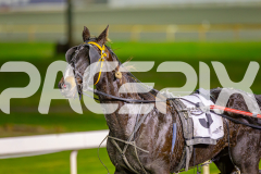 2025_PACEPIX_GP10062025_RACE9_AmmarettoAngel_WIN_WEB-13