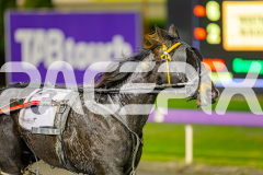 2025_PACEPIX_GP10062025_RACE9_AmmarettoAngel_WIN_WEB-9