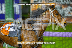 2026_Pacepix_GP14082026_Race9_AtlasTheTitan_WIN_WEB-16