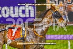 2026_PACEPIX_GP16102026_Race9_BeeBeeBeroc_WIN_WEB-13