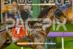 2026_PACEPIX_GP16102026_Race9_BeeBeeBeroc_WIN_WEB-14