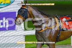 2026_PACEPIX_GP16102026_Race9_BeeBeeBeroc_WIN_WEB-18