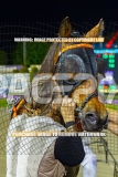 2026_PACEPIX_GP16102026_Race9_BeeBeeBeroc_WIN_WEB-22