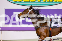 2026_PACEPIX_GP08052026_Race9_Beetastic_WIN_WEB-15