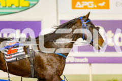 2025_PACEPIX_GP06062025_RACE9_BrickiesDream_WIN_WEB-39