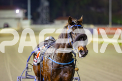 2025_PACEPIX_GP06062025_RACE9_BrickiesDream_WIN_WEB-43