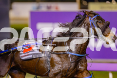 2025_PACEPIX_GP06062025_RACE9_BrickiesDream_WIN_WEB-9