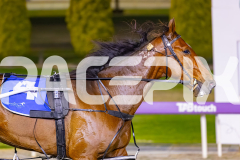2025_PACEPIX_GP14112025_RACE9_CaptainConfetti_WIN_WEB-11