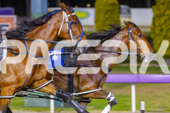 2025_PACEPIX_GP14112025_RACE9_CaptainConfetti_WIN_WEB-3