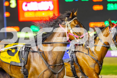 2025_PACEPIX_GP11112025_RACE9_DearDolly_WIN_WEB-11