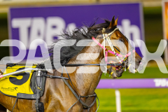 2025_PACEPIX_GP11112025_RACE9_DearDolly_WIN_WEB-12