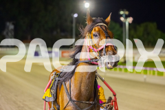 2025_PACEPIX_GP11112025_RACE9_DearDolly_WIN_WEB-15