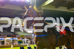 2025_PACEPIX_GP10102025_RACE9_francoSheriff_WIN_WEB-39
