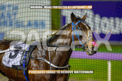 2026_Pacepix_GP21082026_Race9_GetNWiggyWithit_WIN_WEB-23