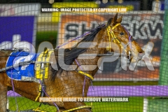 2026_PACEPIX_GP18092026_RACE9_IdealWhisper_WIN_WEB-11
