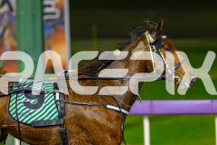 2026_PACEPIX_GP19062026_Race9_IllawongMustang_WIN_WEB-14