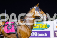 2025_PACEPIX_GP26122025_RACE9_IllawongMustang_WIN_WEB-16