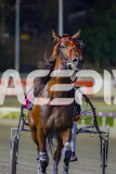2026_PACEPIX_GP17032026_Race9_MajesticGaGa_WIN_WEB-14