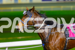 2026_PACEPIX_GP17072026_RACE9_MajorDisco_WIN_WEB-15