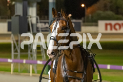 Miss-Leopatra_17-02-2026_WIN_Cloucester-Park_9__14