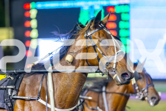 2025_PACEPIX_GP25112025_Race9_Shimmering_WIN_WEB-15