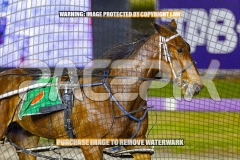 2026_Pacepix_GP23102026_Race9_TreacherousPrince_WIN_WEB-11