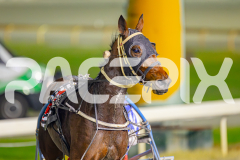 2025_PACEPIX_GP13052025_Race9_Welloiled_WIN_WEB-13