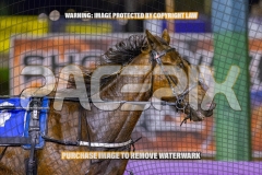 2026_PACEPIX_GP04092026_Race6_HezTheBoss_WIN_WEB-5