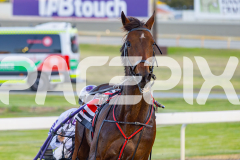 2025_PACEPIX_GP25112025_Race5_JinglingJewels_WIN_WEB-17
