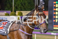 Ideal-Whitby_24-03-2026_WIN_Gloucester-Park_9__11
