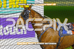 2026_PACEPIX_GP24072026_RACE5_AltaTribute_WIN_WEB-12