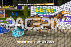 2026_PACEPIX_GP24072026_RACE5_AltaTribute_WIN_WEB-8