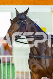 2026_PACEPIX_GP18042026_RACE7_MaxDelight_WIN_WEB-7