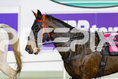 2026_PACEPIX_GP05062026_RACE5_Luvbite_WIN_WEB-21