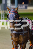 2026_PACEPIX_GP05062026_RACE5_Luvbite_WIN_WEB-23
