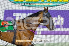 2026_PACEPIX_GP02102026_Race5_SkinnyDippin_WIN_WEB-29